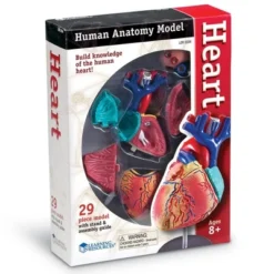 Learning Resources Heart Anatomy Model, 29 Pieces, Ages 8+ -Learning Resources GUEST 064a34e3 4421 4824 b3d2 8b028861652b