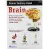 Learning Resources Brain Anatomy Model - Science Exploration Tools 2 Learning Resources Brain Anatomy Model - Science Exploration Tools -Learning Resources GUEST 0ad412cb ec6e 4237 8814 b856f95399cf