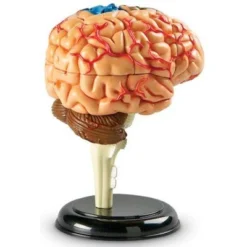 Learning Resources Brain Anatomy Model - Science Exploration Tools -Learning Resources GUEST 18a459e1 a820 4b1d b266 248c25c3253c