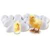 Learning Resources Chick Life Cycle Exploration Set -Learning Resources GUEST 2cb61f9f e9f9 4b3e a6c5 0275ab4bcbda