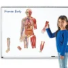 Learning Resources Double-Sided Magnetic Human Body -Learning Resources GUEST 338e1dc2 9dfa 48c6 97c6 39642e8bb4ff