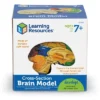 Learning Resources Cross-Section Brain Model, 5" Long, Ages 7+ -Learning Resources GUEST 4c4c0dad 690f 4c3e 87f1 0680c340d8c0