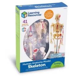 Learning Resources Skeleton Anatomy Model, Ages 8+ 9 Learning Resources Skeleton Anatomy Model, Ages 8+ -Learning Resources GUEST 504b71dc bdc6 4b3a a2a7 b2f2079f4f93