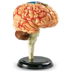 Learning Resources Brain Anatomy Model - Science Exploration Tools -Learning Resources GUEST 5af374f0 b093 453c 84a4 fb48d98c25a8
