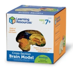 Learning Resources Cross-Section Brain Model, 5" Long, Ages 7+ -Learning Resources GUEST 5c54f64d c903 456e 98ad b141e5fd1378