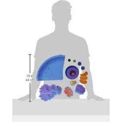 Learning Resources Giant Magnetic Animal Cell, 18 Piece Set, Ages 5+ -Learning Resources GUEST 5dffde74 57f4 43fc a67e 9c649e58b7f1