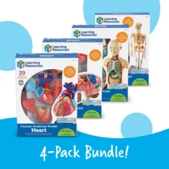 Learning Resources Anatomy Models Bundle Set, Set Of 4, Ages 8+ -Learning Resources GUEST 649e6c4c d218 471b 864d 5a36f4a122da