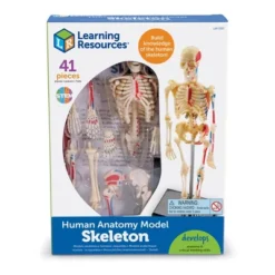 Learning Resources Skeleton Anatomy Model, Ages 8+ 8 Learning Resources Skeleton Anatomy Model, Ages 8+ -Learning Resources GUEST 6d667690 405a 425c a6ab 8057bd016de5