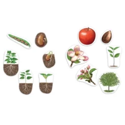 Learning Resources Giant Magnetic Plant Life Cycle, Ages 5+ -Learning Resources GUEST 7bde8735 de2f 4530 96f0 02de1ea8ae9e