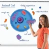 Learning Resources Giant Magnetic Animal Cell, 18 Piece Set, Ages 5+ -Learning Resources GUEST 7c185684 a4f3 4dd6 9664 aa8cdf323e57