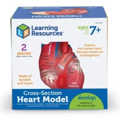 Learning Resources Cross-Section Human Heart Model - 2-Pieces, Grades 2+ | Ages 7+ Anatomy For Kids, Science Exploration Kits -Learning Resources GUEST 8372a1cc 226f 4754 ac95 4a2ffb4156d6