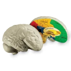 Learning Resources Cross-Section Brain Model, 5" Long, Ages 7+ -Learning Resources GUEST 8564523d d949 414a a300 7e0dd0c5462b