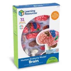 Learning Resources Brain Anatomy Model - Science Exploration Tools -Learning Resources GUEST 882bd0af e984 4462 aeab 9d8fda441243