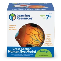 Learning Resources Cross-Section Eye Model, Ages 5+ -Learning Resources GUEST 98c07571 16c7 466a b325 2d5967f35a6b