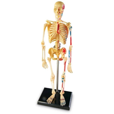 Learning Resources Skeleton Anatomy Model, Ages 8+ 4 Learning Resources Skeleton Anatomy Model, Ages 8+ - Image 2