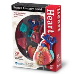 Learning Resources Heart Anatomy Model, 29 Pieces, Ages 8+ -Learning Resources GUEST a8f218ac c925 4291 9c3d f9bb3b4af4ce