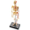 Learning Resources Skeleton Anatomy Model, Ages 8+ -Learning Resources GUEST ad5d99a9 f811 4981 b4e3 1ecc084129c3