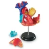 Learning Resources Heart Anatomy Model, 29 Pieces, Ages 8+ -Learning Resources GUEST c7af8aab c116 4f26 8933 924987dee510