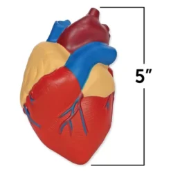 Learning Resources Cross-Section Human Heart Model - 2-Pieces, Grades 2+ | Ages 7+ Anatomy For Kids, Science Exploration Kits