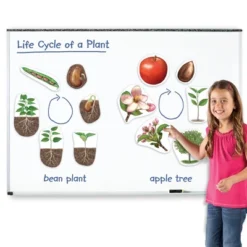 Learning Resources Giant Magnetic Plant Life Cycle, Ages 5+ -Learning Resources GUEST dbb4cb57 f455 485c afb9 0d5f37a4436c
