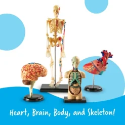 Learning Resources Anatomy Models Bundle Set, Set Of 4, Ages 8+