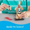 Learning Resources Human Body Anatomy Model, Ages 8+ 2 Learning Resources Human Body Anatomy Model, Ages 8+ -Learning Resources GUEST f7c49ed5 ec4b 4f06 9779 972eeaebc6cc